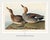 Gadwall Duck, Vintage Art Print Reproduction From Birds of America by John James Audubon, 60" X 40" For Sale In Buffalo - Image 6 of 11