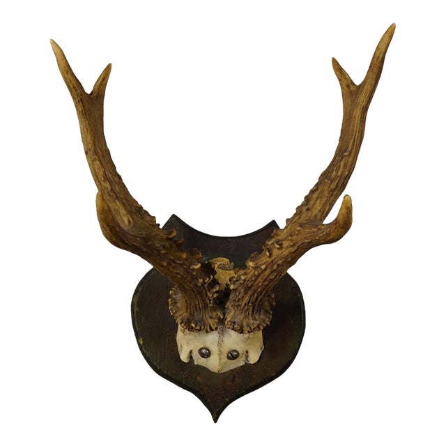 Lovely Antique Roe Deer Trophy on Wooden Plaque, Germany ca.1930s For Sale