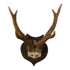 Lovely Antique Roe Deer Trophy on Wooden Plaque, Germany ca.1930s