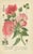 "Botanical Elegance: A Triptych of 19th-Century Floral Art" An exquisite collection of original antique prints from...