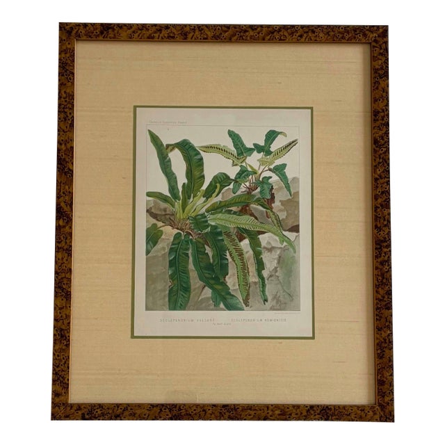Antique Botanical Print Tropical Ferns by James Britten 1880 in Burlwood Frame For Sale