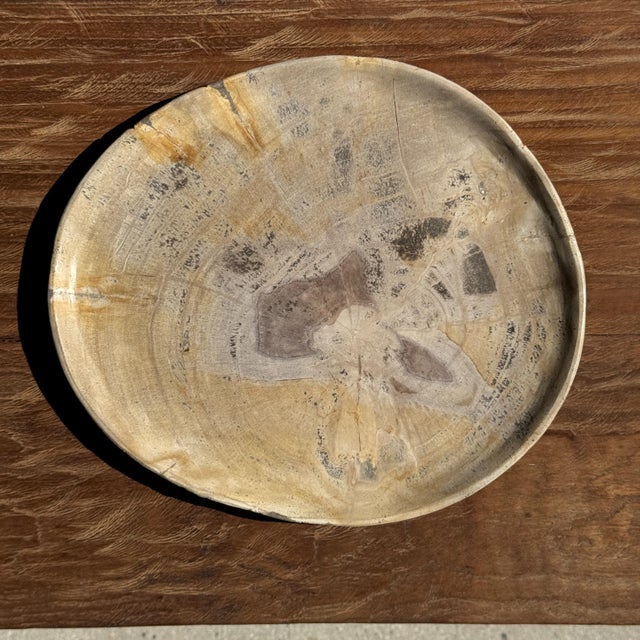 Petrified wood trinket tray or dish. Petrified wood is a fossilized wood (from the same family as magnolia) dating back 20...