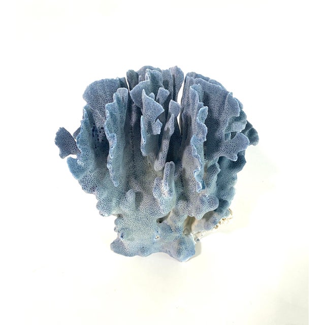 Natural Blue Coral specimen with a cut and polished base to protect surfaces. Each piece is cleaned and trimmed from its...