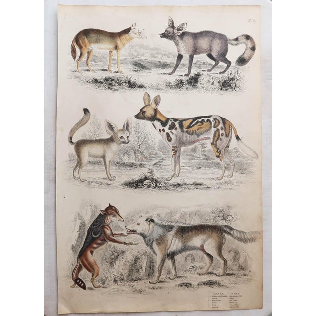 Early 19th Century After Cpt. Brown, Big Cat Illustrations, 1835, Prints, Set of 12 For Sale - Image 5 of 14