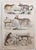 Early 19th Century After Cpt. Brown, Big Cat Illustrations, 1835, Prints, Set of 12 For Sale - Image 5 of 14