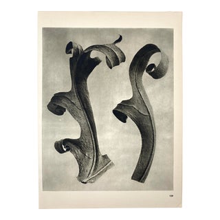 1940s Botanical Blossfeldt Print - No. 109 For Sale