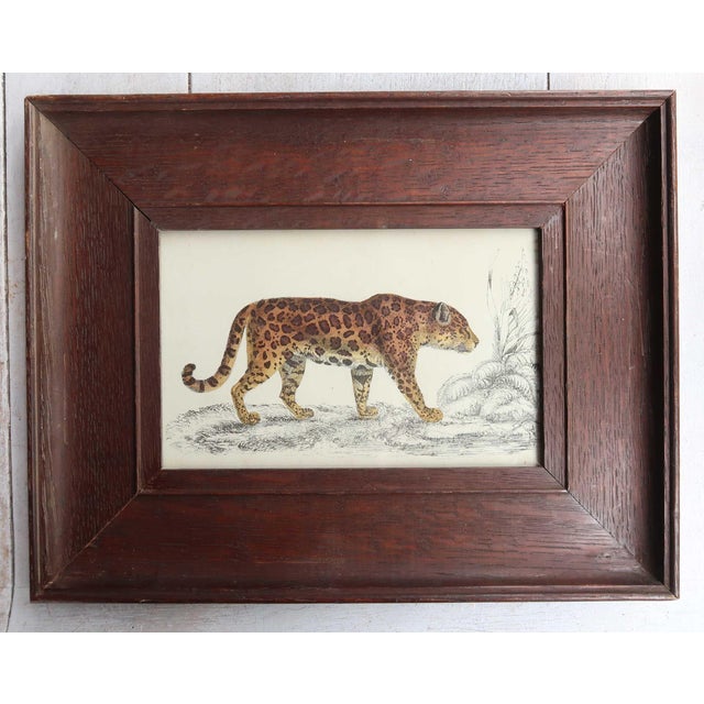 Great image of a jaguar presented in an antique oak frame Lithograph with original hand color. After Cpt.Brown Published,...
