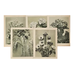 1902 Set of 5 French Botanical Photographs