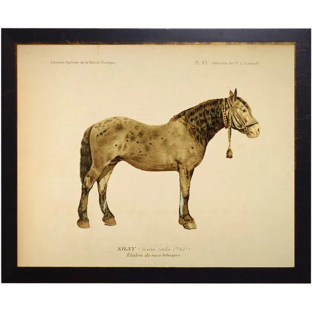 Wainwright the Horse Bookplate. Print on paper. 18" x 14"