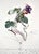ARTIST: Salvador Dali TITLE: FlorDali/Les Fruits Raspberry MEDIUM: Etching SIGNED: Hand Signed PUBLISHER: Jean Schneider,...