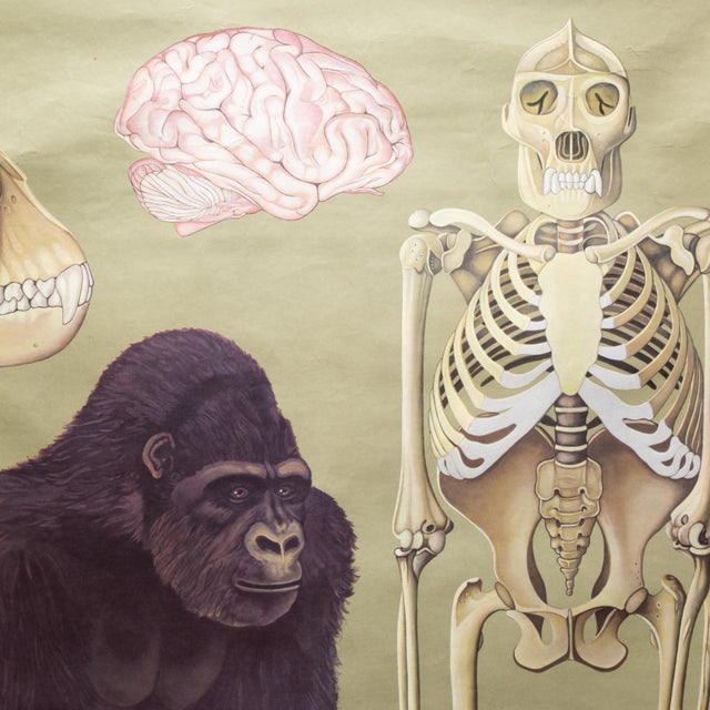 Mid-Century Modern Vintage Gorilla Classroom Anatomy Scroll c.1959 For Sale - Image 3 of 7
