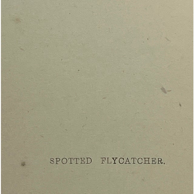 Antique Hand Tinted Bird Print Featuring a Brown & Tan Spotted Flycatcher - Circa 1880 For Sale - Image 9 of 11