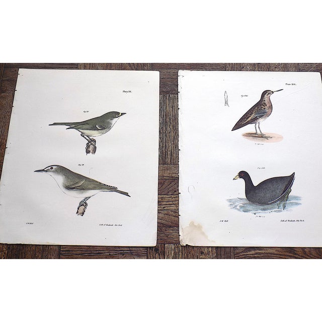 Authentic Antique 19th Century Bird Lithographs - Set of 12 For Sale - Image 4 of 8