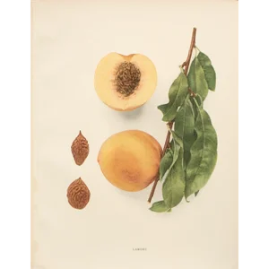 1900s U. P. Hedrick, Original Antique Photogravure of Lamont Peaches