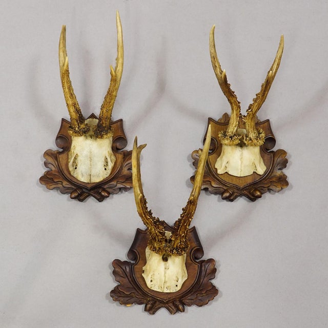 Antique Collection of Six Roe Deer Trophies, Germany Ca. 1890s / 1900s For Sale - Image 6 of 10