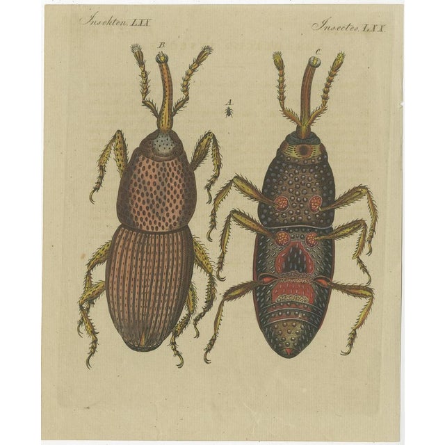 Various Insects, Print, Set of 4 For Sale - Image 5 of 6