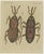 Various Insects, Print, Set of 4 For Sale - Image 5 of 6