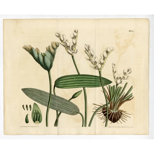 Traditional "Aponogeton Distachyus" Botanical Engraving C. 18th Century For Sale - Image 3 of 3