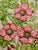 1988 Shafford Fleurs Du Jour Embossed Floral Dessert Plates — Set of 12 For Sale In Dallas - Image 6 of 12