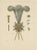 Hefner-Alteneck, Hat Jewelry with Feathers, 1890, Print For Sale