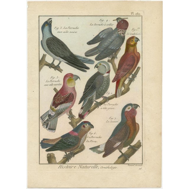 An authentic, perfect and bright, originally hand-colored, illustration of 7 Parakeets: La Perruche aux ailes noires, La...