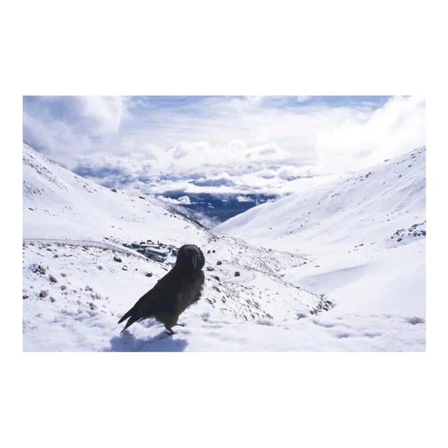 Early 21st Century "Kia, The Remarkables" C Print by Lauren Bilanko For Sale