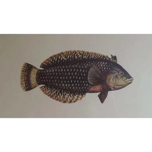 Orange 19th Century Framed Natural History Fish Prints by Cuvier & Valenciennes with Vanderbilt Provenance - Set of 3 For Sale - Image 8 of 11