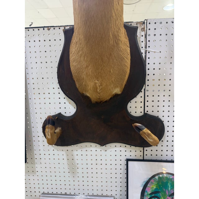Rustic Whitetail Deer Head Shoulder Mount Taxidermy With Hoofs for Gun Holder 35x23 For Sale - Image 3 of 6