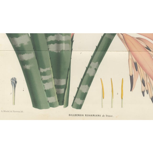 Rohans Billbergia De Vriese, Botanical Lithograph, 1856, Lithograph For Sale - Image 3 of 9
