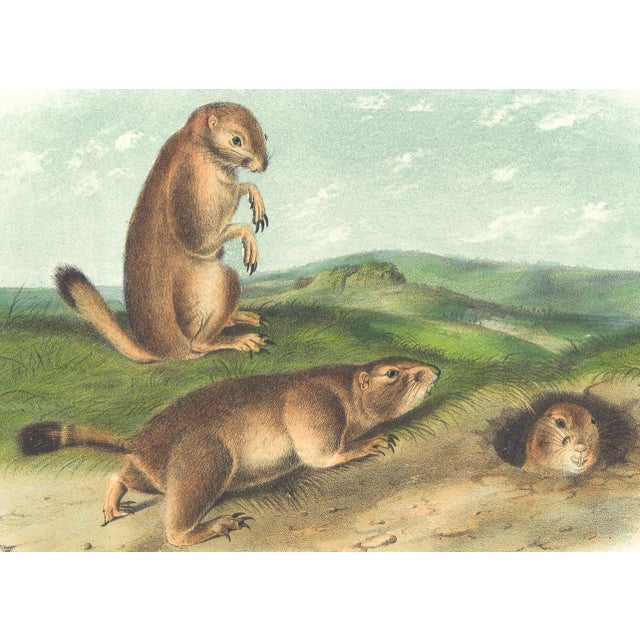 Original first edition Audubon stone lithograph from "The Viviparous Quadrupeds of North America", octavo edition, printed...