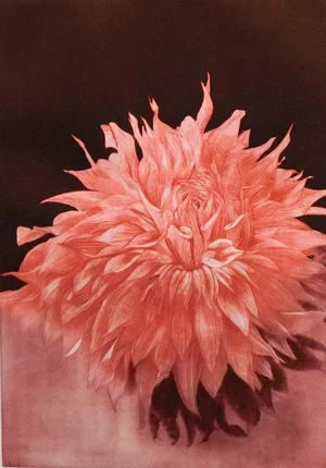 1970s "Sunrise Dahlia" Realist Style Botanical Mezzotint Etching by GH Rothe
