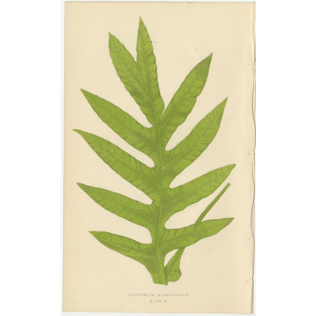E.J. Lowe, Exotic Fern, 1856, Lithograph, Set of 6 For Sale - Image 6 of 10