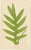 E.J. Lowe, Exotic Fern, 1856, Lithograph, Set of 6 For Sale - Image 6 of 10