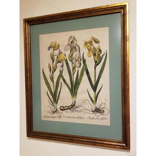 17th Century Basilius Besler 17th Century Botanical Engraving For Sale - Image 5 of 5