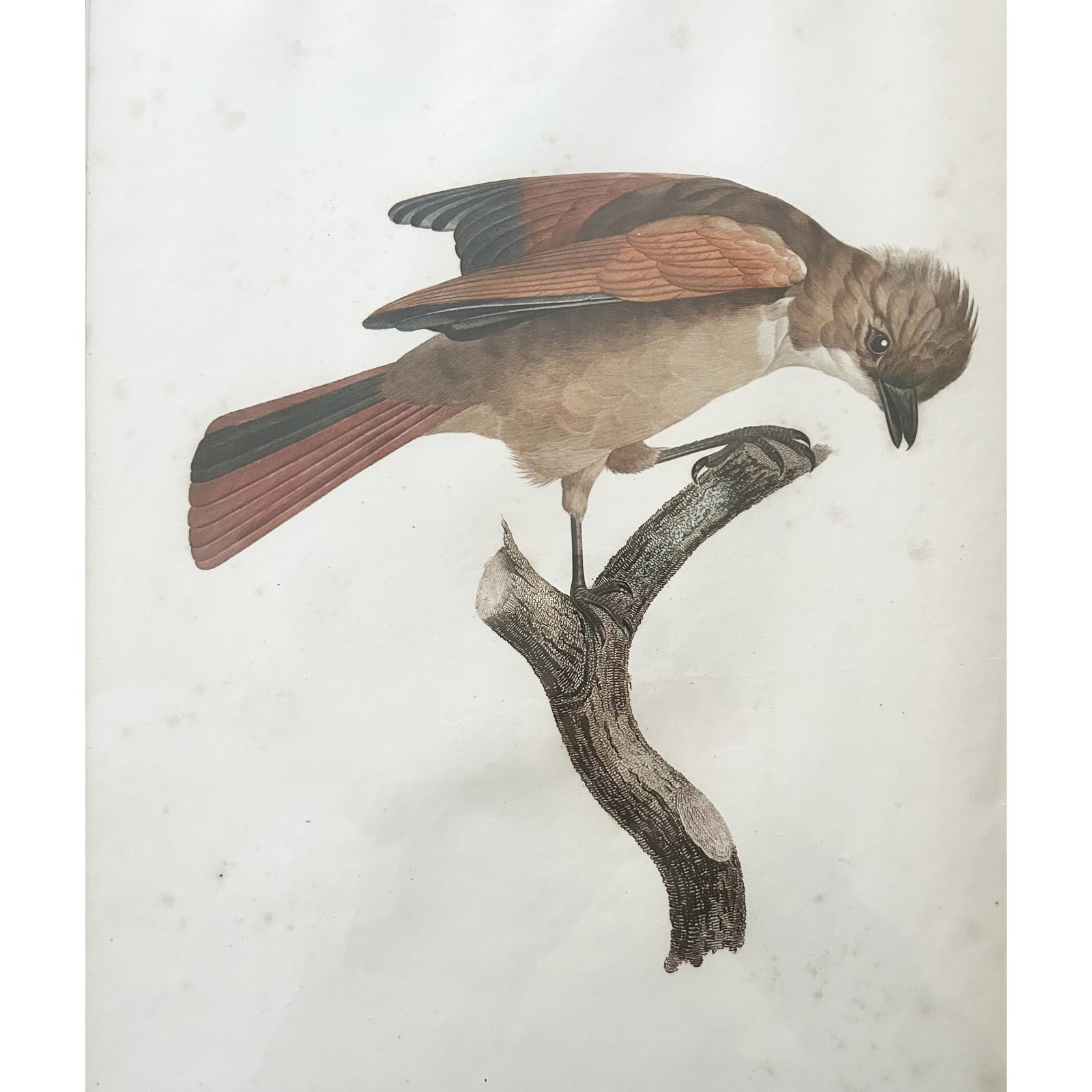 Antique Hand Colored Engraving of Red-Brown Jay Bird No. 48 by Jacques ...