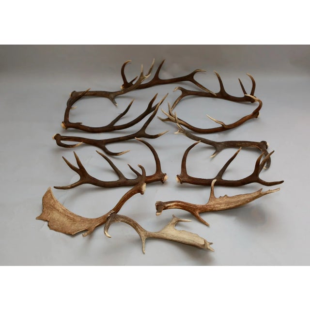 Collection of authentic elk and moose antlers of varying sizes. Perfect for holiday decorating.