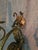 Metal Vintage Italian Gilt Pair Sconces For Sale - Image 7 of 7