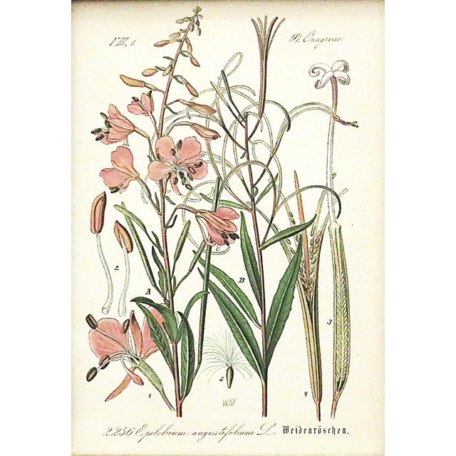 Early 20th Century Set of 5 Antique Botanical Prints Framed Floral Flowers For Sale - Image 5 of 7