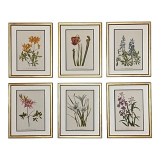 Vintage Botanical Prints -Set of 6- Authentic 1953 Prints For Sale