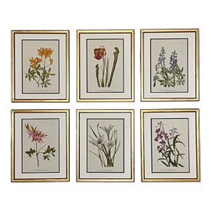 Vintage Botanical Prints -Set of 6- Authentic 1953 Prints