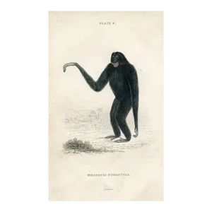 1833, Siaming Print, Original Hand Colored Monkey Engraving, England