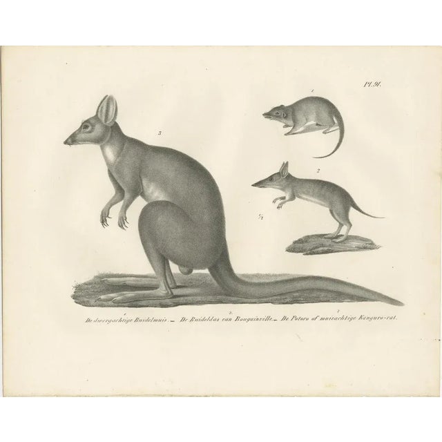 Paper C.C. G. Zool., Marsupials Showing the Potoroo and Kangaroo Rat, 1836, Lithograph For Sale - Image 7 of 10