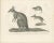 Paper C.C. G. Zool., Marsupials Showing the Potoroo and Kangaroo Rat, 1836, Lithograph For Sale - Image 7 of 10