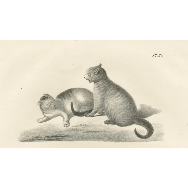 Domestic Cats, 1836, Lithograph For Sale - Image 6 of 10