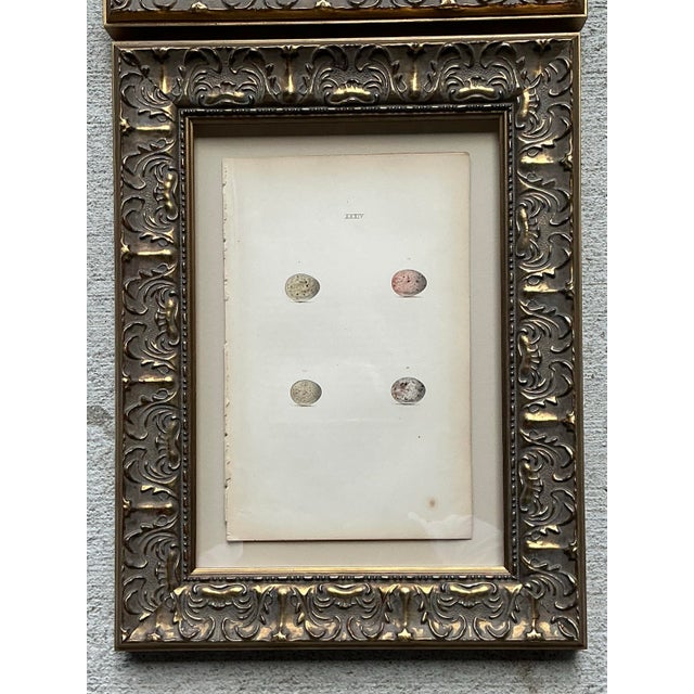 Eggshell Vintage Book Prints of Eggs - Set of 3 For Sale - Image 8 of 12