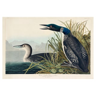 Great Northern Diver or Loon, Vintage Art Print Reproduction From Birds of America by John James Audubon, 60" X 40" For Sale