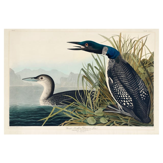 Great Northern Diver or Loon, Vintage Art Print Reproduction From Birds of America by John James Audubon, 60" X 40" For Sale