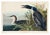 Great Northern Diver or Loon, Vintage Art Print Reproduction From Birds of America by John James Audubon, 60" X 40" For Sale