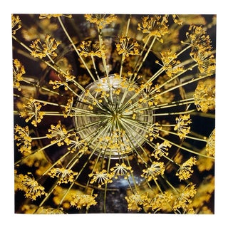 Peter C. Jones 1, Fresh Dill Large Format Photo 24X20 Color Photograph Beach House RI, 2004 For Sale