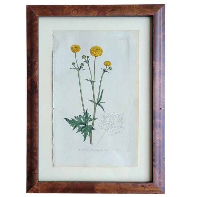 Antique C1790s Hand Colored Curtis Botanical Engraving Set of Nine Yellow Floral Framed For Sale - Image 11 of 12